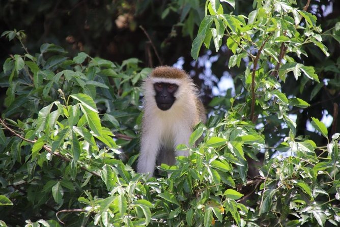 6 Day Gorillas, Golden Monkeys and Chimp Trek at Kibale - Day 1: From Entebbe to Kibale by road