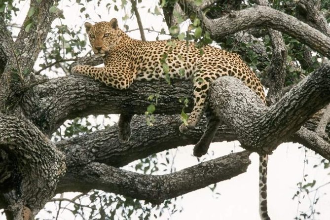 6-Day Murchison Falls, Chimp Trekking and Big Game Combo - The trip at a glance