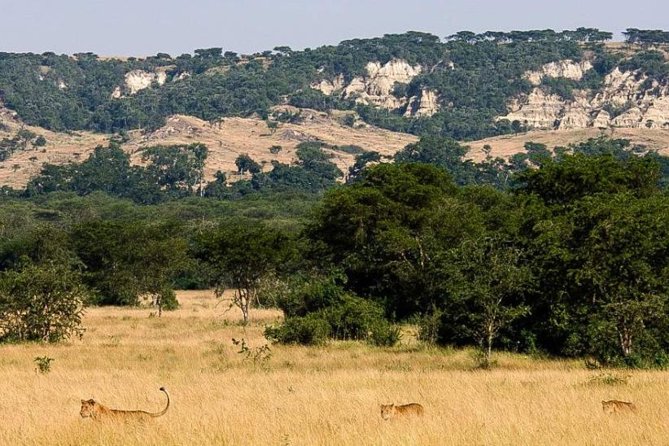 6-Day Murchison Falls, Chimp Trekking and Big Game Combo - Why this Uganda route works