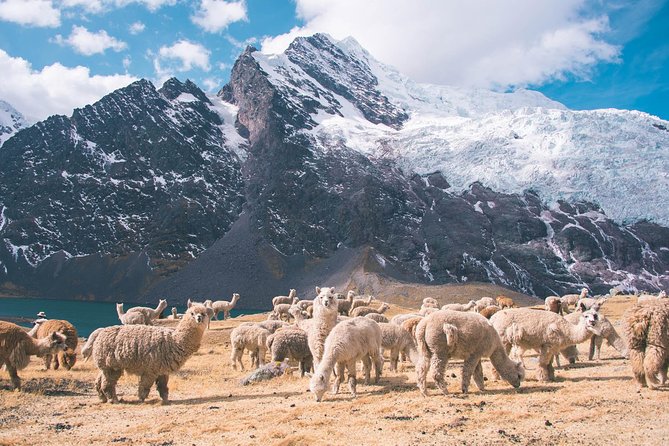 6 day Rainbow Mountain x Ausangate Trek - FlashpackerConnect - Day 4: Palomani Pass, the highest point of the trek