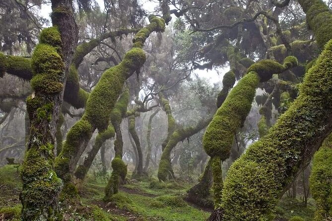 6 Days Bale Mountains Trekking - Five things to know before booking