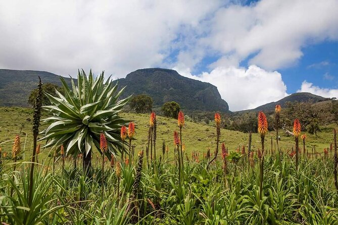 6 Days Bale Mountains Trekking - Why Bale Mountains deserves six days