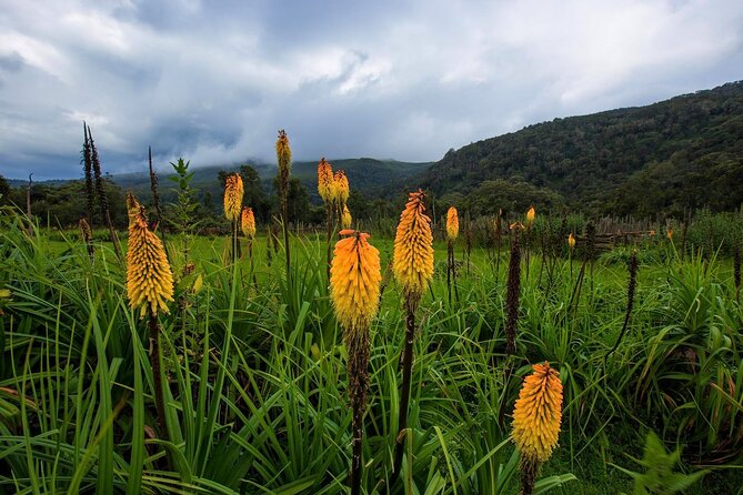 6 Days Bale Mountains Trekking - Day 4: Volcanic ridges and ice-age country