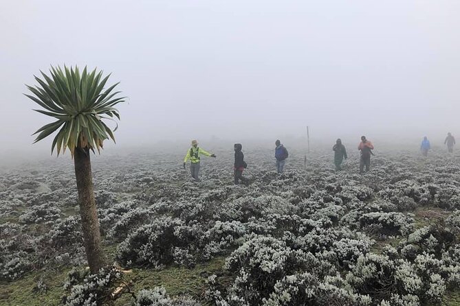 6 Days Bale Mountains Trekking - Day 1: Dinsho wildlife and juniper woodland