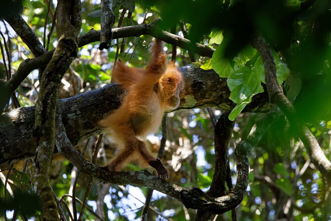 6 Days Bukit Lawang - Berastagi Tour (2D1N Jungle Treking + Sunrise Hiking) - Day 3: Returning by river and exploring Bukit Lawang