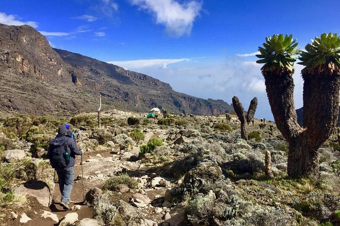 6 Days Machame Route Kilimanjaro Trekking - Day 2: Heather, Moorland, and Shira Camp