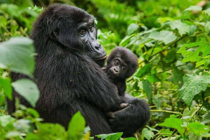 6 Days Uganda Gorilla, Chimps Trekking and Wildlife Safari - Key things to know before booking