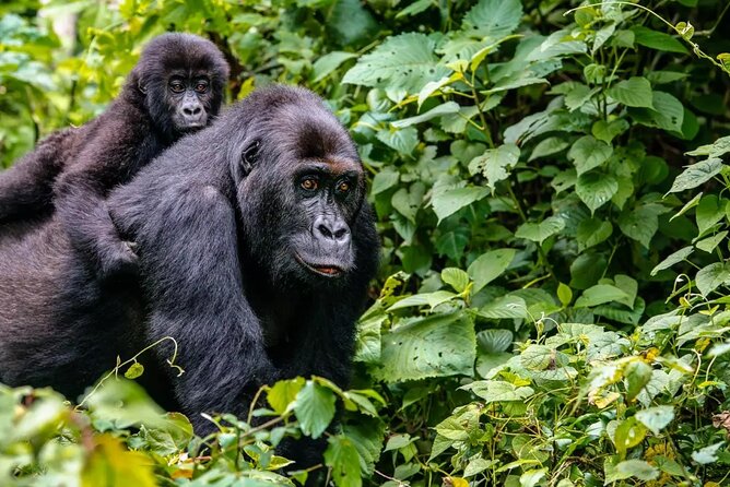 6 Days Uganda Gorilla, Chimps Trekking and Wildlife Safari - Day 3: Mountain gorillas and Lake Bunyonyi
