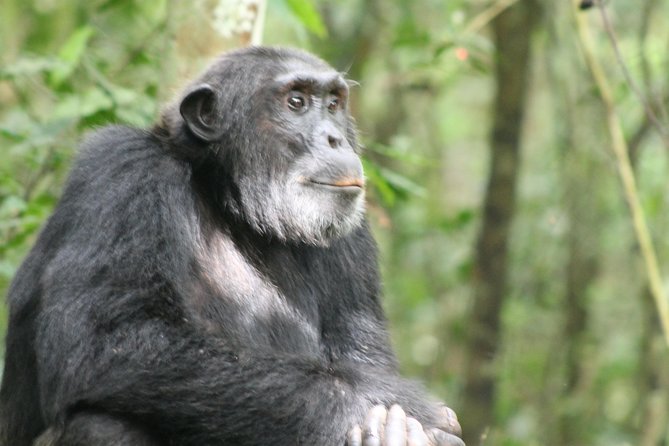 7-Day Murchison Falls, Chimps & Gorilla Trekking - What this seven-day Uganda route does well