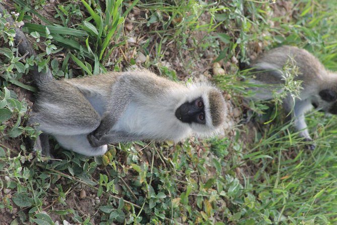 7-Day Murchison Falls, Chimps & Gorilla Trekking - Day 4: A necessary transfer toward the southwest