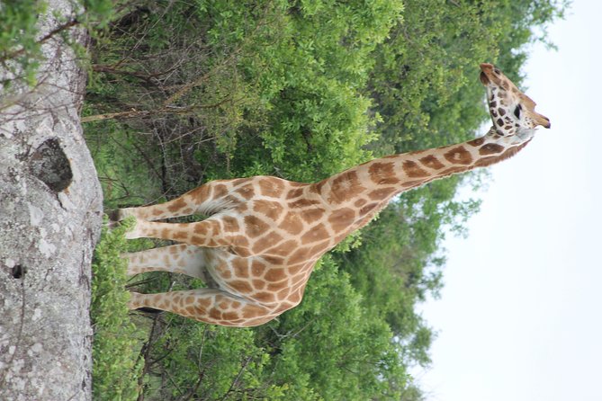 7-Day Murchison Falls, Chimps & Gorilla Trekking - Day 5: Through the Equator and Kigezi Highlands to Bwindi