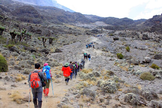 7 Days Kilimanjaro Trekking Machame Route with Professional Guide - Day 5: Barranco Wall and the route to Karanga