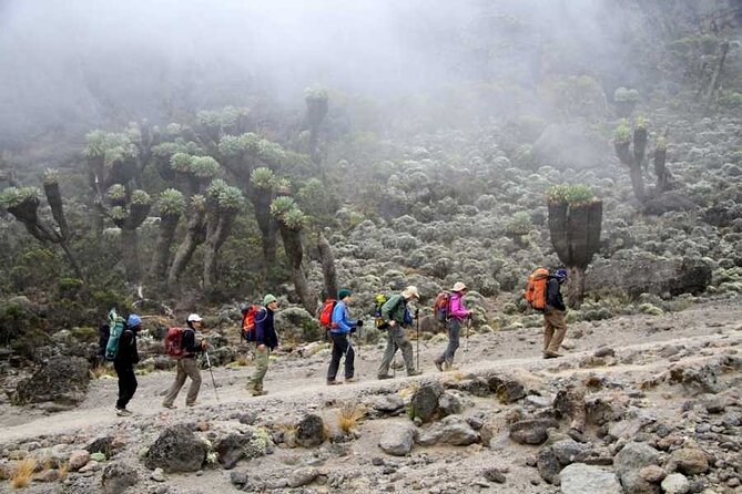 7 Days Kilimanjaro Trekking Machame Route with Professional Guide - Day 2: Machame Gate and the first rainforest climb