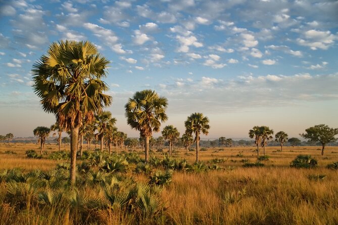 7 Days Safari and Rhino Trekking - Day 1: Reaching Queen Elizabeth National Park