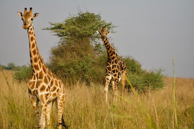 7 Days Safari and Rhino Trekking - Day 3: Driving toward Kibale Forest