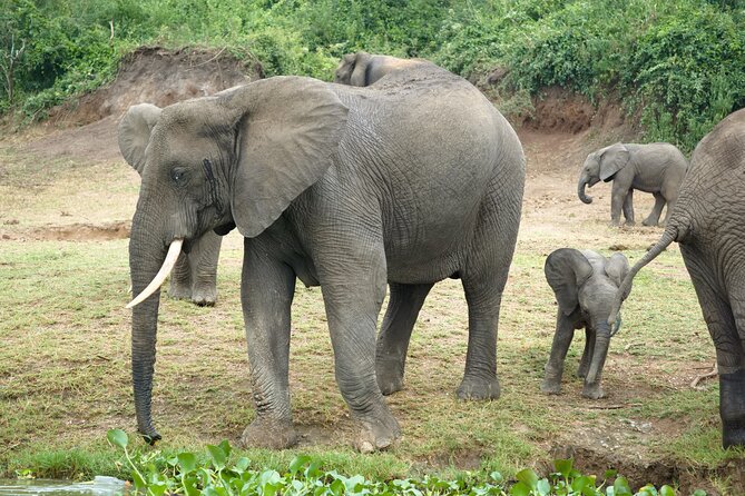 7 Days Safari and Rhino Trekking - Day 4: Five hours tracking chimpanzees