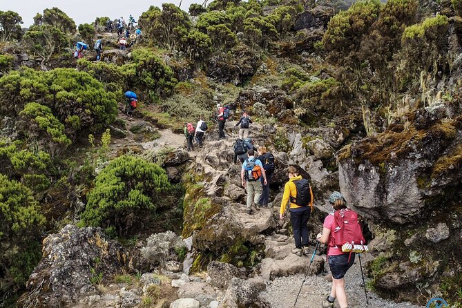 8 Day Mount Kilimanjaro Trekking Lemosho Route - Day 4: Lava Tower and the Descent to Barranco