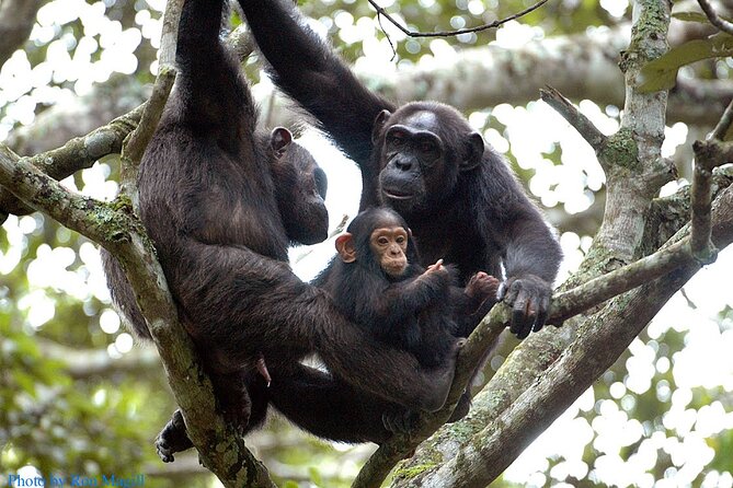 8-Day Murchison Falls, Chimp and Epic Gorilla Trekking - Key points at a glance