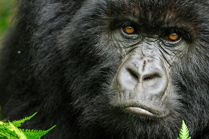 8-Day Murchison Falls, Chimp and Epic Gorilla Trekking - Day 2: Murchison game drive and Nile cruise