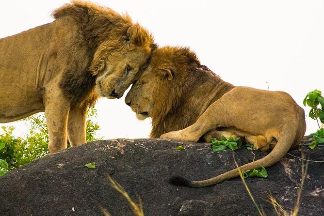 8-Day Murchison Falls, Chimp and Epic Gorilla Trekking - Day 7: The gorilla trek in Bwindi