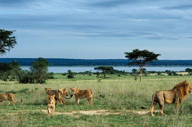 8-Day Murchison Falls, Chimp and Epic Gorilla Trekking Safari - Day 2: Murchison’s animals and the boat to the falls