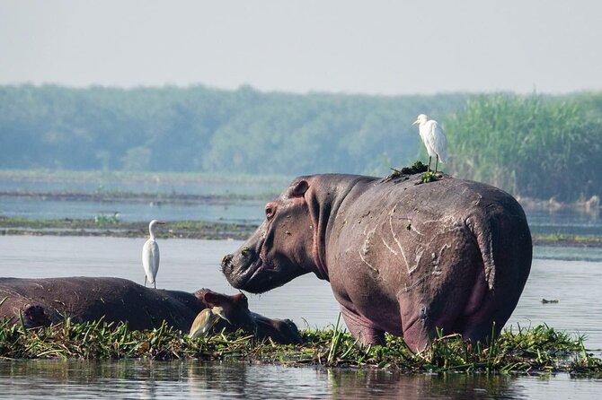 8-Day Murchison Falls, Chimp and Epic Gorilla Trekking - Day 1: Rhinos before the Nile
