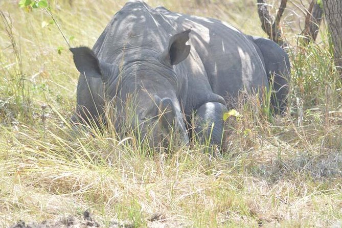 8 days Murchison Falls, Chimpanzee & Gorilla Trekking Safari - Key Points Before You Book