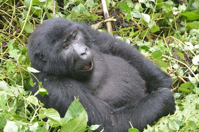 8 days Murchison Falls, Chimpanzee & Gorilla Trekking Safari - Why This Uganda Route Works