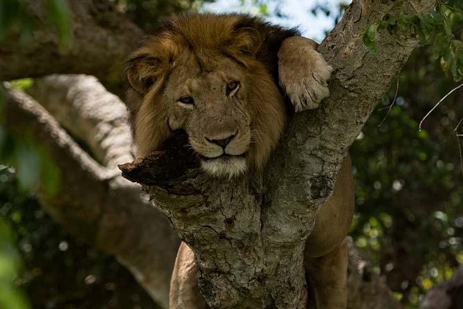 8 days Murchison Falls, Chimpanzee & Gorilla Trekking Safari - Day 2: Four Hours on Safari and a Nile Cruise