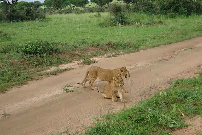 9 day Gorilla Trekking, Chimpanzee & Wilderness Safari (mid-range) - Day 2: Big game and a Nile boat cruise