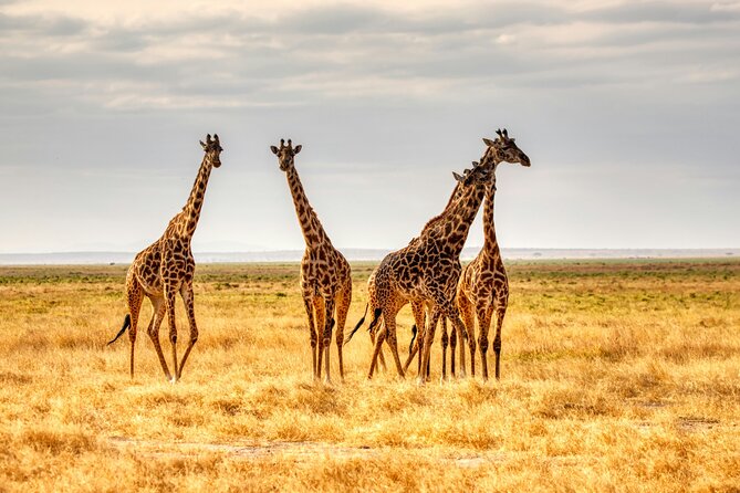 9 Days Uganda Wildlife Safaris, Gorilla Trekking & Hiking - Day 6: Game drive and Kazinga Channel cruise