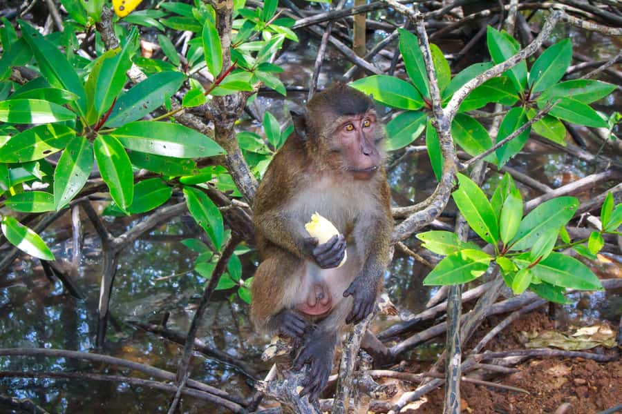 A Jungle-to-Sea Kayaking & Trekking Adventure in Phuket - Lunch at a local Thai restaurant