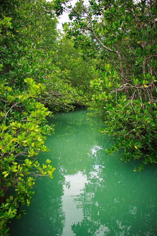 A Jungle-to-Sea Kayaking & Trekking Adventure in Phuket - Is $86 a fair price?