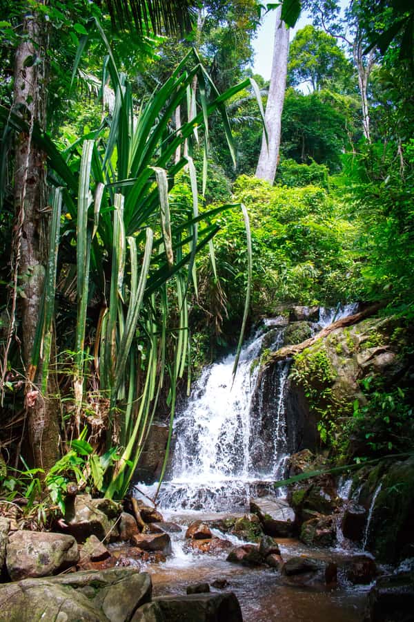 A Jungle-to-Sea Kayaking & Trekking Adventure in Phuket - The 9:00 AM pickup from CC’s Hideaway