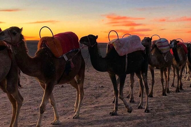 Agafay Desert-And Atlas Mountains & Camel-Trek-Day Trip From Marrakech - The Agafay Desert camel ride