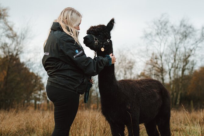 Alpaca & Donkey Trekking Experience at Wetley Moor Common - Arriving at Wetley Moor Alpacas