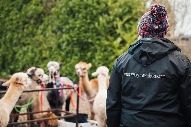 Alpaca & Donkey Trekking Experience at Wetley Moor Common - Choosing the donkey walk