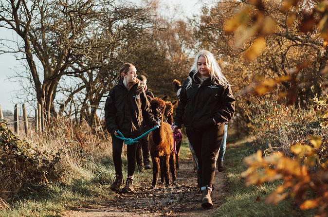 Alpaca & Donkey Trekking Experience at Wetley Moor Common - How the price compares with the experience