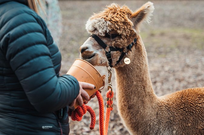 Alpaca & Donkey Trekking Experience at Wetley Moor Common - Weather, comfort, and pace