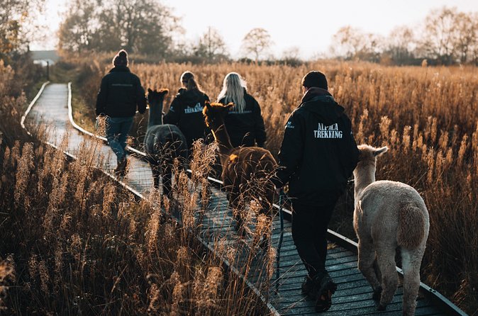 Alpaca & Donkey Trekking Experience at Wetley Moor Common - Who will enjoy this most