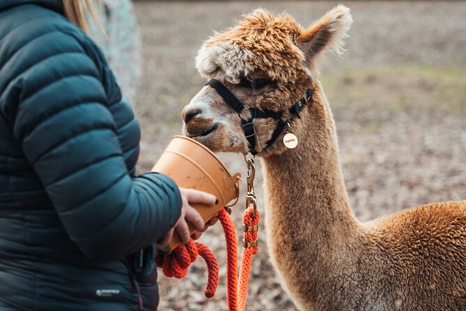 Alpaca & Donkey Trekking Experience at Wetley Moor Common - The first ten minutes: safety and introductions
