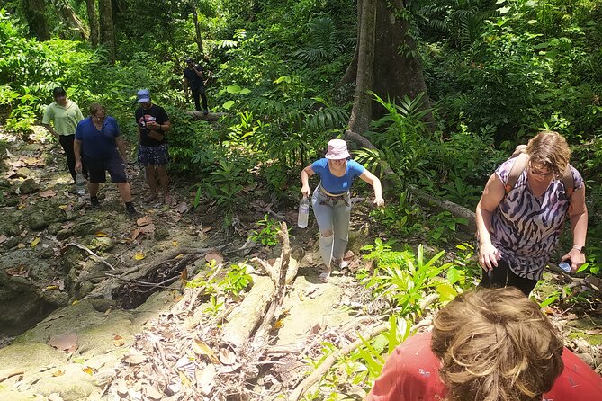 Ancient Lava Stream Trek through dense Tropical forest. - Into the Dense Tropical Forest