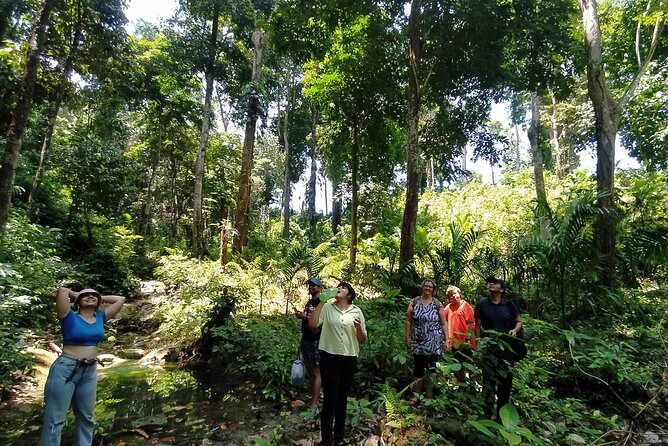 Ancient Lava Stream Trek through dense Tropical forest. - From Coastal Forest to Areca Nut Plantation