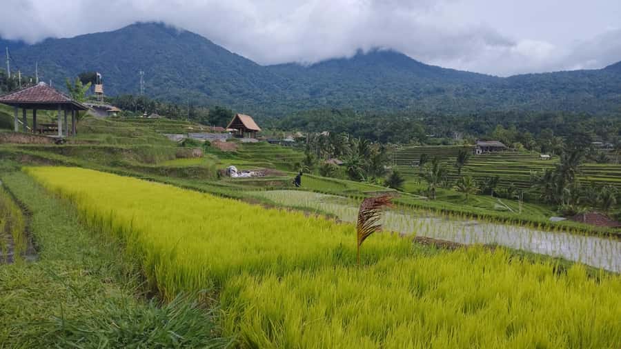 Bali: Jatiluwih Full-Day E-Bike and Trekking Tour - Lunch in the middle of Jatiluwih