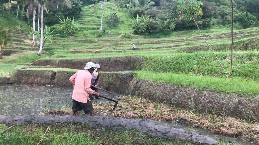 Bali: Jatiluwih Full-Day E-Bike and Trekking Tour - Walking through the rice fields and river country