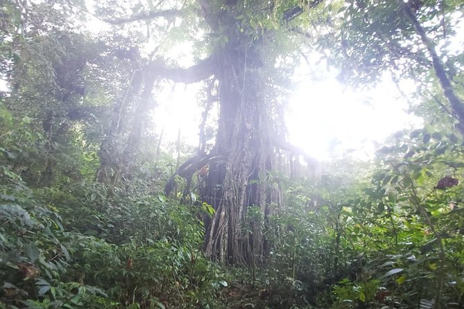 Bali Jungle Trekking and Lake Canoeing Tour - Banyumala Twin Waterfalls provide a cool finish