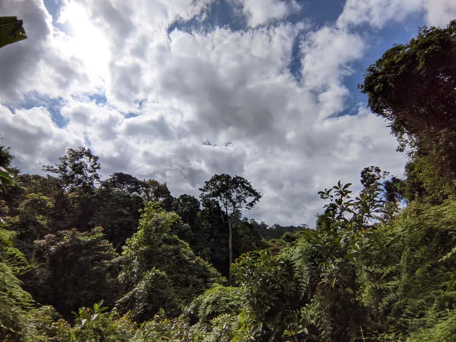 Bali’s Mystical Jungle Trek & Hidden Waterfall Adventure - Key points to know before booking