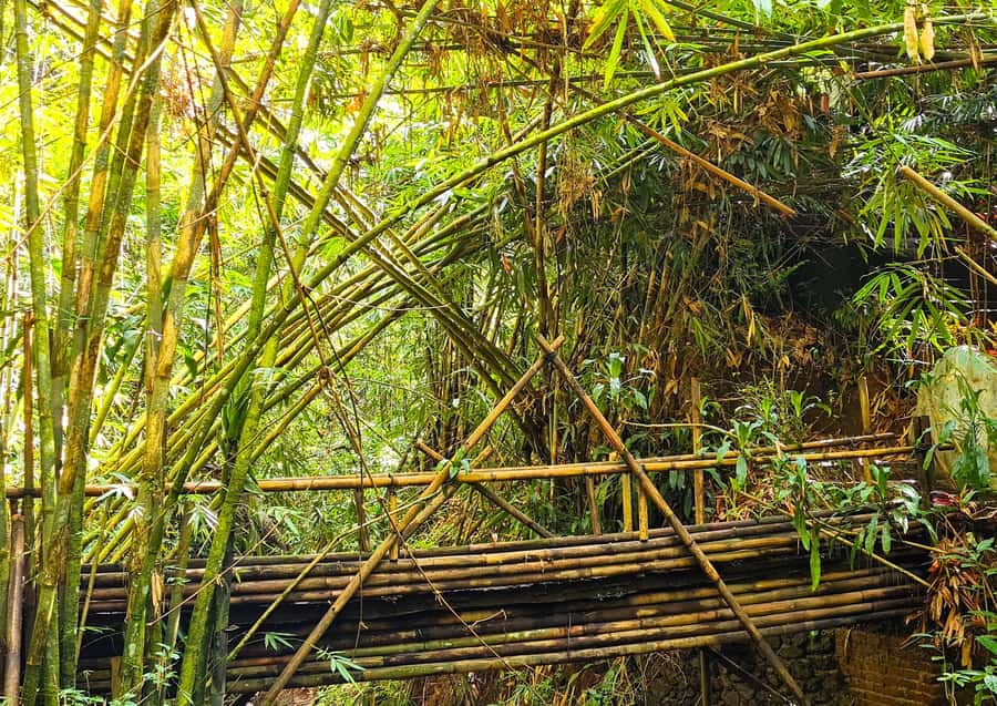 Bali’s Mystical Jungle Trek & Hidden Waterfall Adventure - Should you book Bali’s Mystical Jungle Trek?