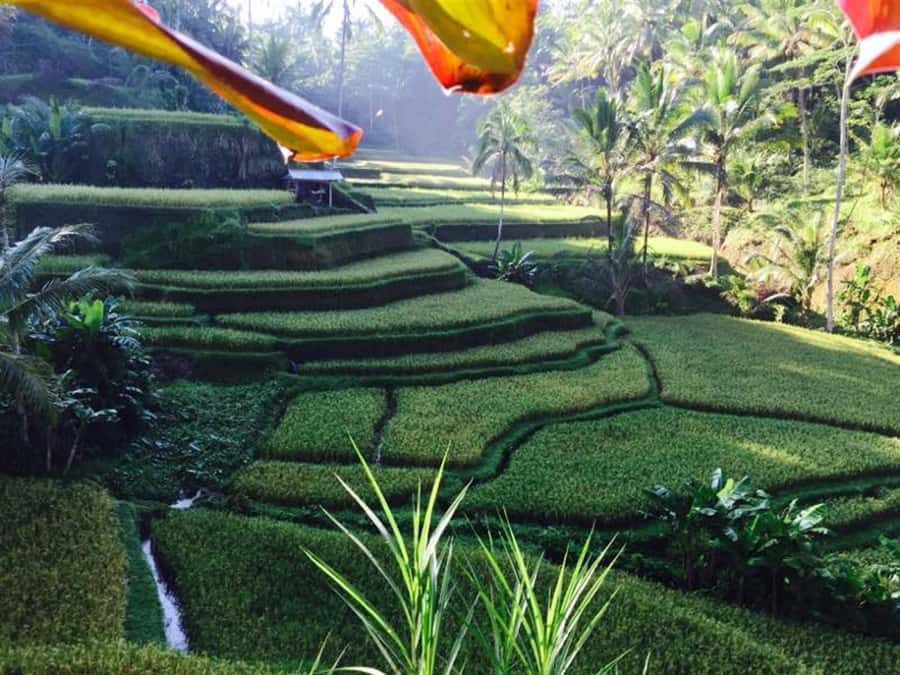 Banyumala Waterfall Trek, Bedugul and Lake Beratan Tour - Key points at a glance