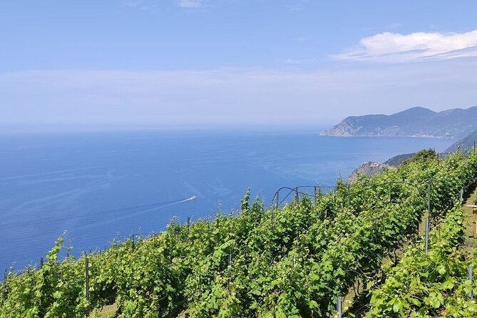 BarCa Winery Cinqueterre Trekking & Wine Tasting & Pesto Class - Key points at a glance